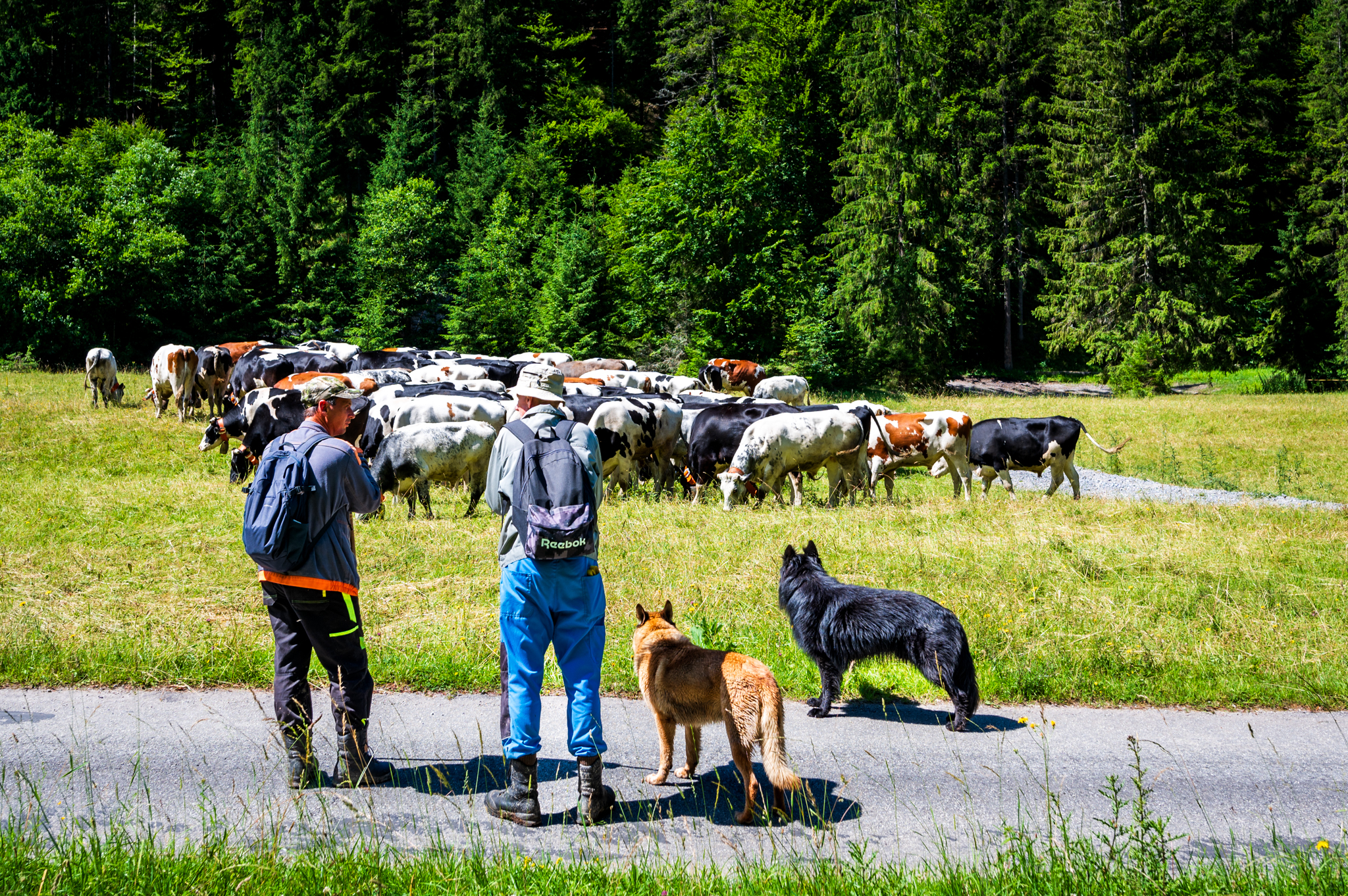 Presun volov z Bukovín na Havranovo
