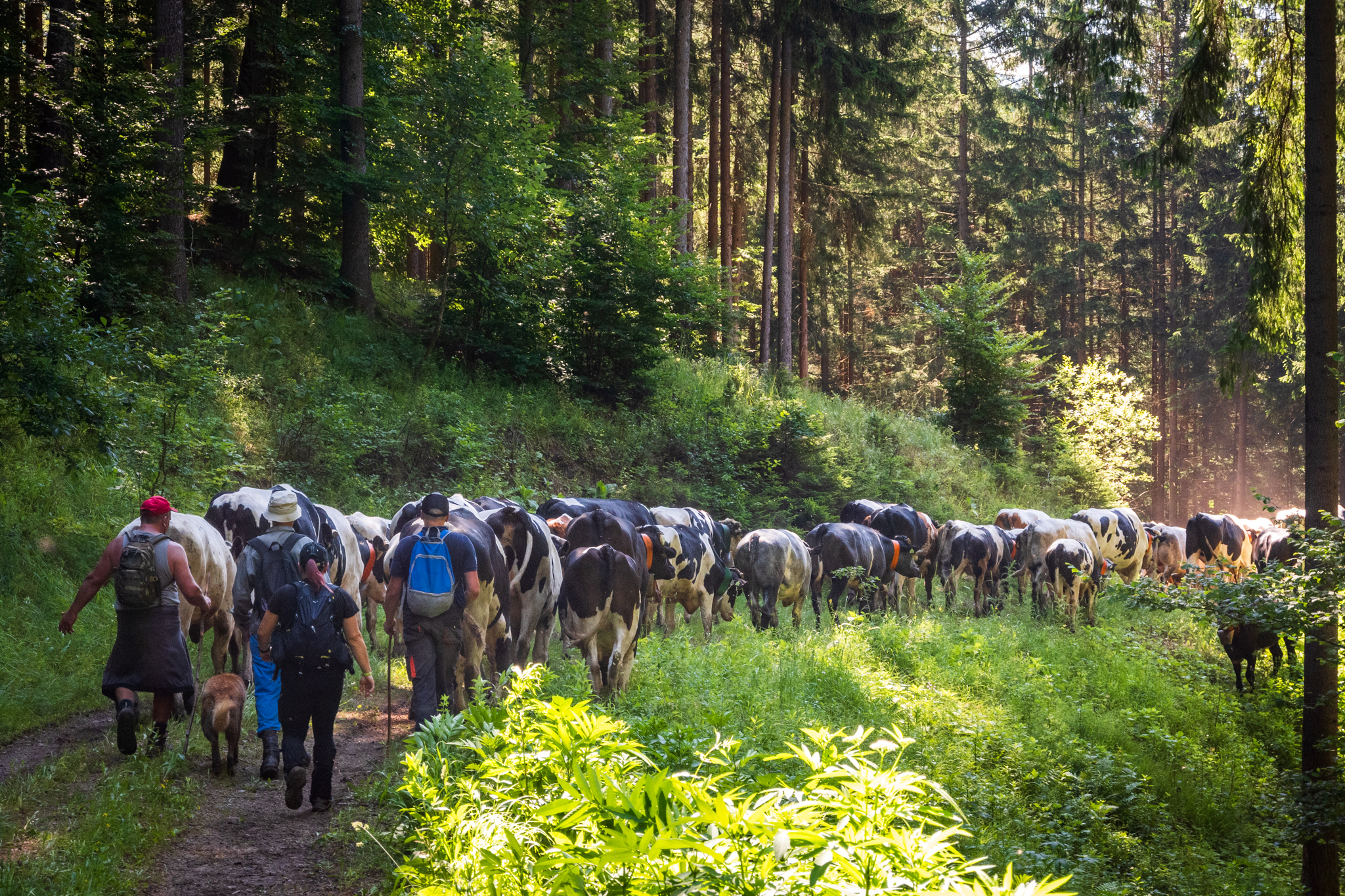 Presun volov z Bukovín na Havranovo